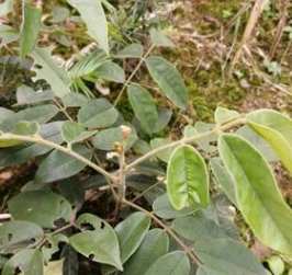 基地供应相思豆树苗鄂西红豆小苗红豆苗花榈木苗南方庭院观赏树苗