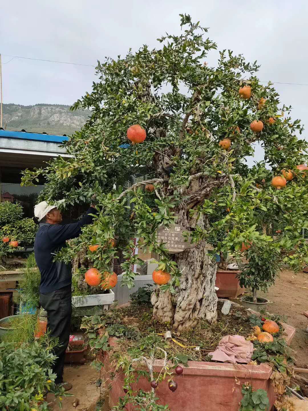 枣庄石榴种植基地石榴树苗