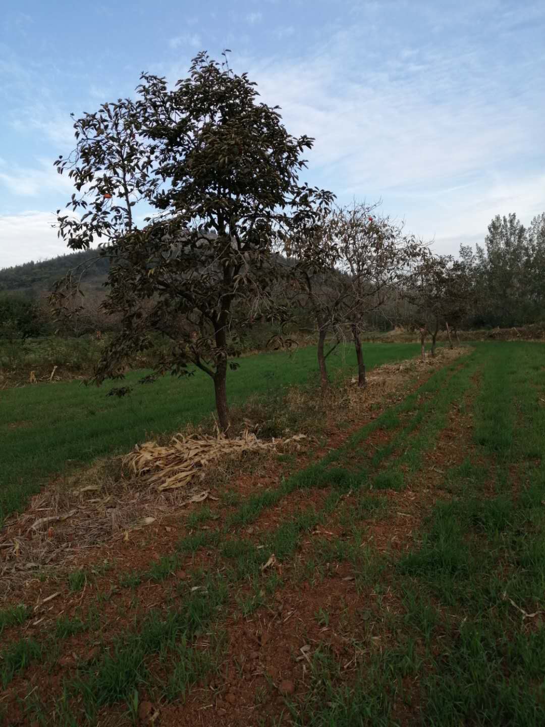 石榴种植基地石榴树苗