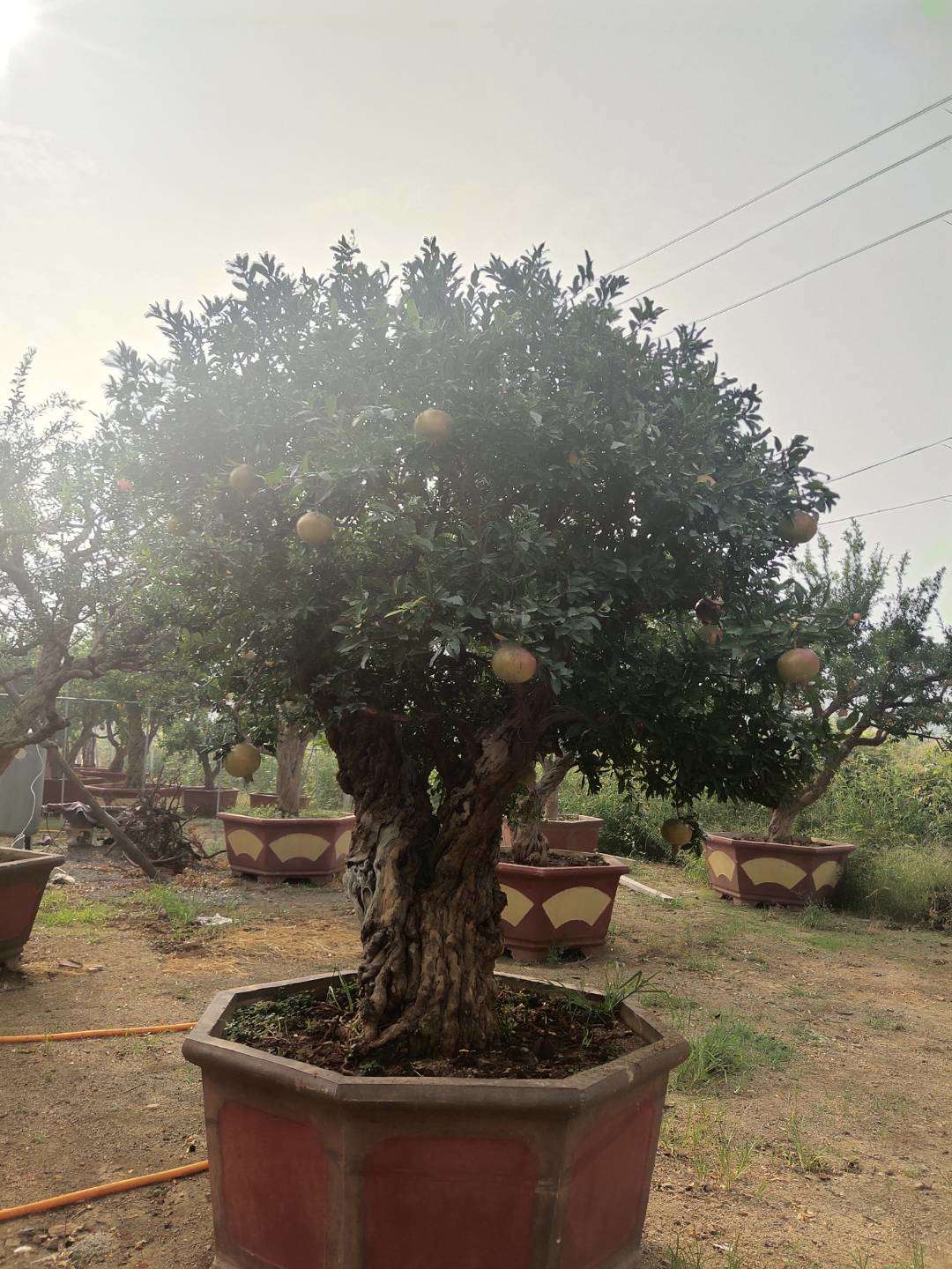 枣庄石榴种植价格质量优良