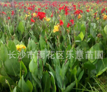 湖南园林植物红花美人蕉地栽盆栽 美化环境 净化空气 花大艳大
