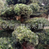8-10-12--15-20-25公分造型罗汉松树桩盆景出售常绿风景树苗木