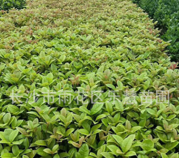 湖南苗圃批发桂花树苗 八月桂花树 高度60-150公分 绿化苗品种齐