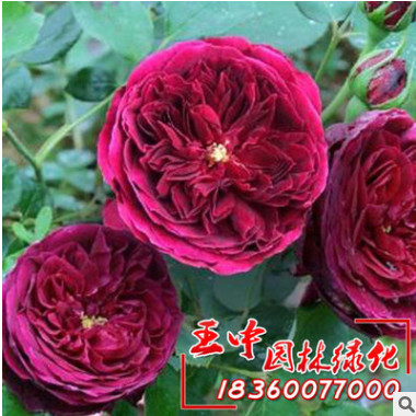 王中园林批发王子月季苗确保正品 紫红色花朵 量大优惠品种月季