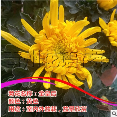 金皇后大盆菊花盆栽 10盆起批25cm菊花盆景 青州花语花镜花卉苗木