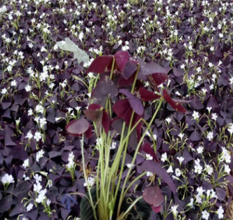 紫叶酢浆草 红花酢酱草 观叶观花景观造型 营养钵酢浆草价格优