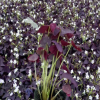 紫叶酢浆草 红花酢酱草 观叶观花景观造型 营养钵酢浆草价格优