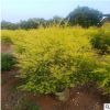 黄金宝树 广场街道庭院公园绿植 多规格大量供应漳州种植基地直销