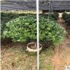 海桐球 庭院绿篱植物造型树四季常青气味芳香 漳州基地直销多规格