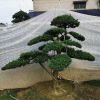 造型罗汉松
