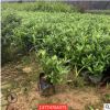 小叶栀子街道绿化工程成活率高耐旱园林绿化工程漳州种植基地直销