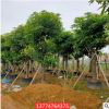 芒果树绿化芒庭院园林种植行道树漳州基地直销多规格供应量大从优