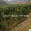 基地批发法国冬青柱 园林工程绿化苗木 行道篱笆墙四季常青冬青柱