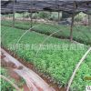 苗农基地春鹃小苗 工程绿化苗木春鹃 绿化景观苗木批发