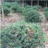 基地批发龟甲冬青球 工程绿化苗木灌木 常绿型苗木 龟甲冬青苗