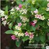大量供应 海仙花 朝鲜锦带 园林绿化工程 园艺观花植物 自产自销