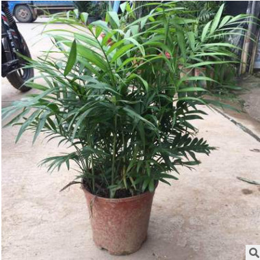 【基地直销】批发微景观植物 230#椰子 绿植盆栽 花卉
