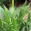 富贵椰子散尾葵 夏威夷竹 耐阴耐寒盆景绿植办公室客厅大型盆栽