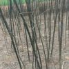 供应河南优质国槐苗种植基地