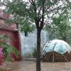 供应国槐苗 国槐苗价格 优质国槐苗批发 河南国槐种植基地
