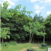 红皮榕基地直销 树形优美 园林景观工程供应规格品种多样园林批发