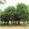 大叶榕基地直销 专业种植园林绿化 可供公园小区 大叶榕大量批发