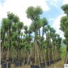 香樟产地批发 香樟树专供护坡绿化 湿地绿化大量供应园林苗木直销