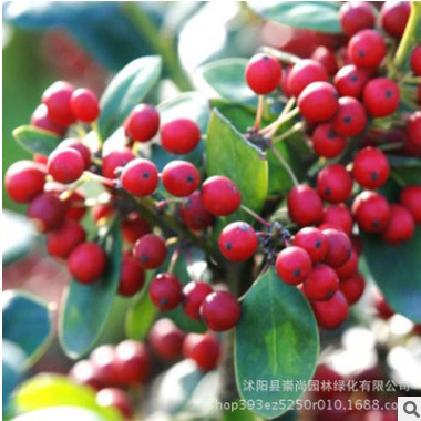 基地直销优质无刺枸骨球四季常青园林绿化工程苗无刺枸骨树绿化苗图2