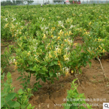 金银花 金银藤 藤本植物 盘叶忍冬 耐寒 耐旱 园林观赏 药用价值图2