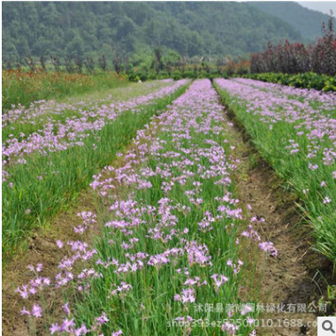 水生植物 水生花卉 紫娇花 紫娇花苗 紫娇花价格 量大优惠图2