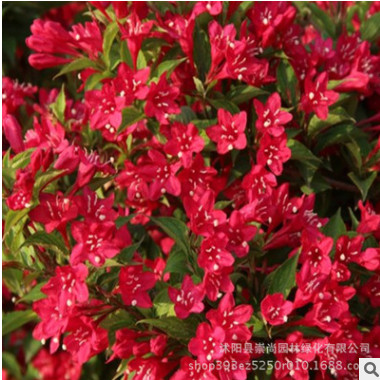红王子锦带 观花植物 花色鲜艳 园林景观绿化 自产自销 量大优惠图2