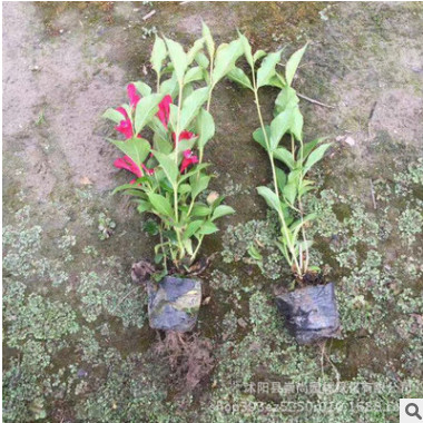 红王子锦带 观花植物 花色鲜艳 园林景观绿化 自产自销 量大优惠图3