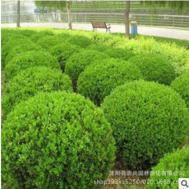 热销苗木 小叶黄杨 瓜子黄杨 四季常绿 规格齐全 园林绿化工程图2
