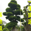 20公分小叶榕 30公分小叶榕 40公分小叶榕 50公分小叶榕价格