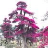 福建造型红花继木桩盆景价格 红花继木古桩批发 红花继木桩头批发