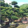 福建造型榆树桩 榆树桩景 榆树古桩 榆树盆景 榆树老桩 榆树桩头