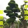 25公分小叶榕 35公分小叶榕 45公分小叶榕 55公分小叶榕价格