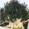 广西紫薇桩头价格 广西紫薇桩头批发 广西紫薇桩头种植基地