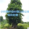 70公分小叶榕 60公分小叶榕 80公分小叶榕 100公分小叶榕