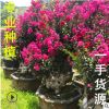 福建紫薇树桩种植 福建紫薇桩景基地 福建紫薇桩头古桩老桩批发
