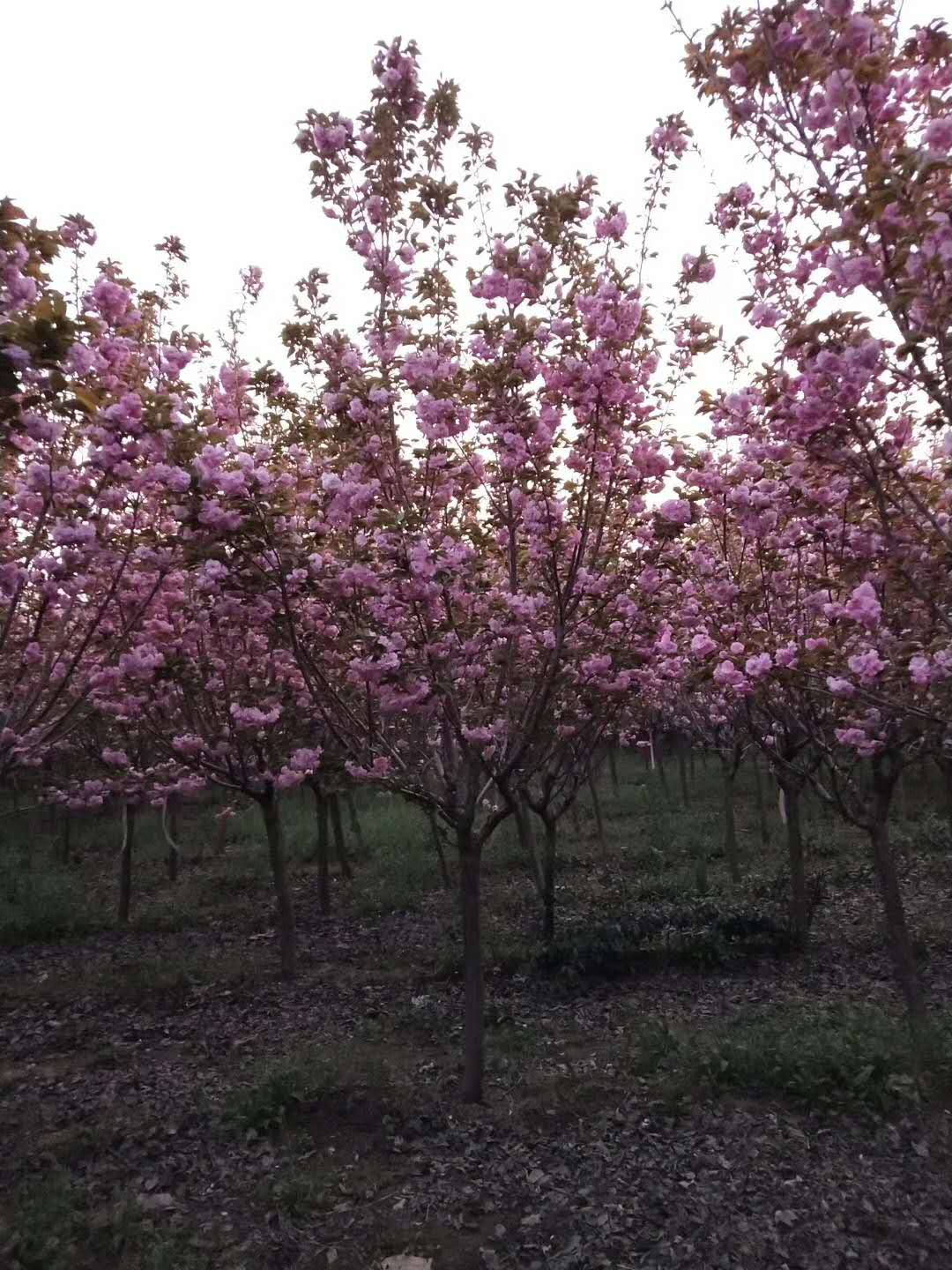 樱花