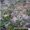 蓝梅苗品种 种植优质蓝梅苗品种 蓝梅苗在什么时间栽培.