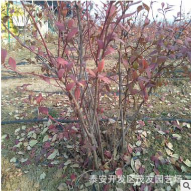 窦壳蓝莓树 红窦蓝莓树 种植蓝莓树季节 蓝莓树价格