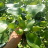 水葫芦苗鱼虾遮阳水芙蓉苗水生水培花卉池塘浮水植物水面花卉