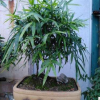 供应庭院栽培小型竹子 佛肚竹净化空气植物 量大优惠