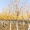 厂家货源苗圃供应槐树苗规格齐全 工程绿化种植金枝国槐现货批发