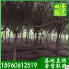 红皮榕价格，基地直销，园林绿化行道防护树，红皮榕，红皮榕批发