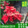 基地直销室内年花花卉圣诞红一品红美观净化空气漳州一品红批发