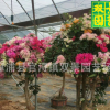 园艺直销，多花色三角梅 基地直销盆景三角梅花 三种类齐全