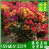 园艺直销，多色三角梅批发，三角梅桩头福建基地直销，大量批发